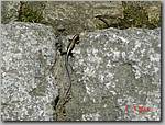 DSC00987.JPG
